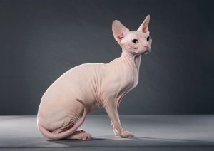 The Hypoallergenic Hairless Cat