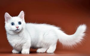The Dwarf Cat with Short Legs