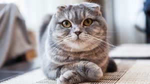 The Cat with Folded Ears