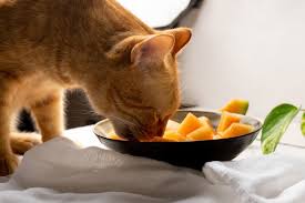High-Quality Cat Food