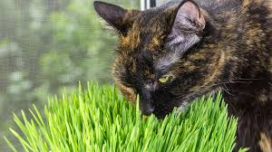 Catnip and Cat Grass