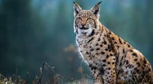 The Wild-Looking Cat